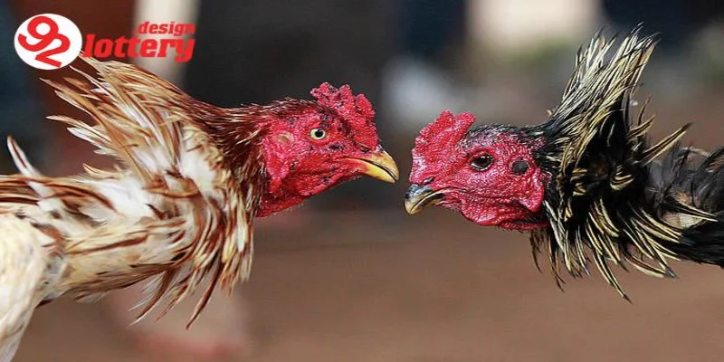 Cách Nuôi Gà Đá – Bí Quyết Chăm Sóc Chiến Kê Chiến Thắng 5 Tầm quan trọng trong cách nuôi gà đá