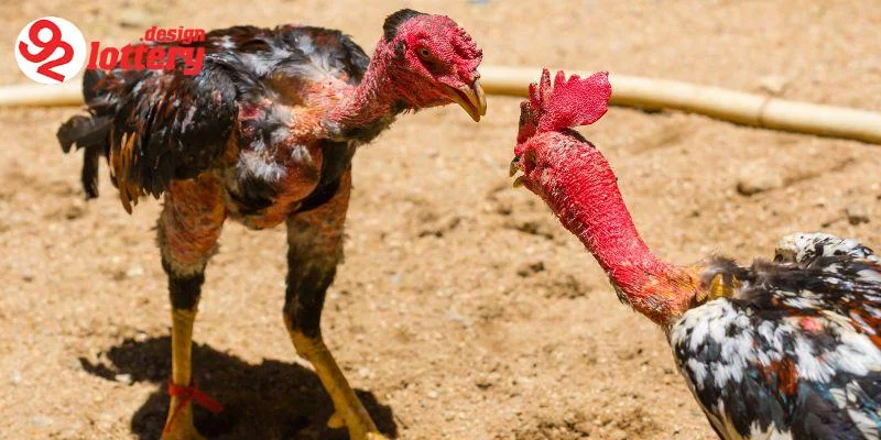 Cách Nuôi Gà Đá – Bí Quyết Chăm Sóc Chiến Kê Chiến Thắng 7 Những sai lầm cần tránh trong cách nuôi gà đá