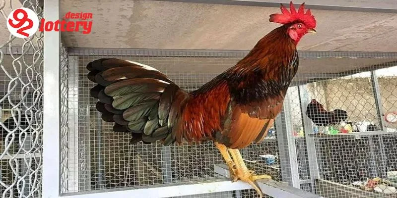Cách Nuôi Gà Đá Bo Lớn – Tuyệt Chiêu Nuôi Chiến Kê Đỉnh Cao 5 Giới thiệu về cách nuôi gà đá bo lớn