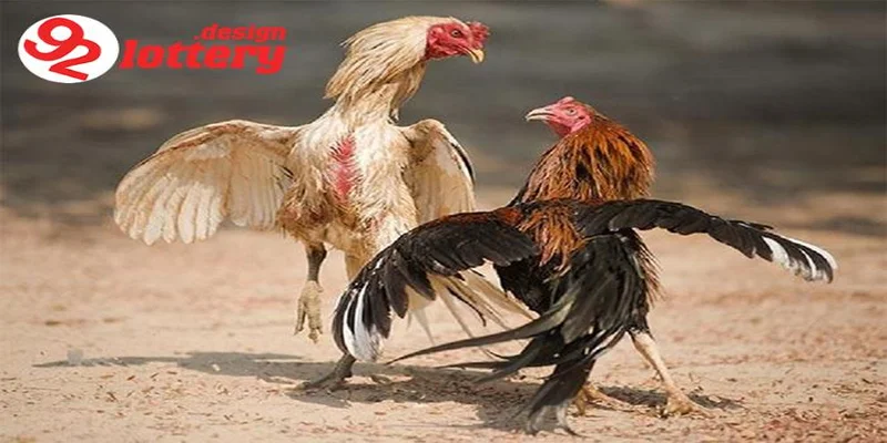 Cách Nuôi Gà Đá Bo Lớn – Tuyệt Chiêu Nuôi Chiến Kê Đỉnh Cao 6 Các yếu tố quan trọng giúp gà đá bo lớn