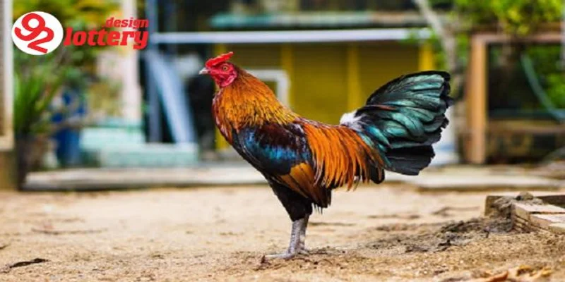 Cách Nuôi Gà Đá Bo Lớn – Tuyệt Chiêu Nuôi Chiến Kê Đỉnh Cao 7 Bí quyết cách nuôi gà đá bo lớn hiệu quả nhất