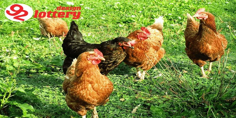 Cách Xổ Lãi Cho Gà – Hướng Dẫn Giúp Gà Sung Mãn, Đá Hay 5 Cách xổ lãi cho gà là gì và vì sao cần thực hiện