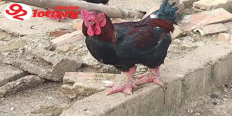 Cách Xổ Lãi Cho Gà – Hướng Dẫn Giúp Gà Sung Mãn, Đá Hay 6 Hướng dẫn cách xổ lãi cho gà hiệu quả