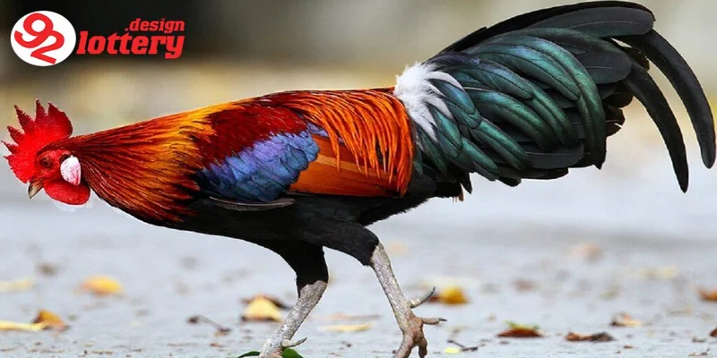 Cách Xổ Lãi Cho Gà – Hướng Dẫn Giúp Gà Sung Mãn, Đá Hay 7 Những lưu ý quan trọng khi áp dụng cách xổ lãi cho gà