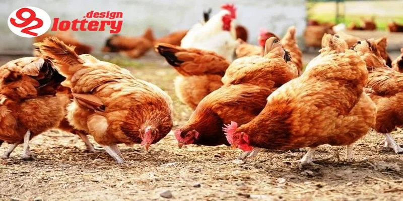 Thức Ăn Gà Đá – Chế Độ Dinh Dưỡng Giúp Gà Sung, Bo Lớn Nhanh 5 Chế độ dinh dưỡng cho gà đá theo từng giai đoạn